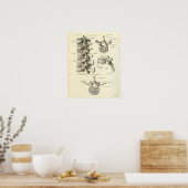 Vintage Anatomy Print Bones Lumbar Vertebra (Keuken)