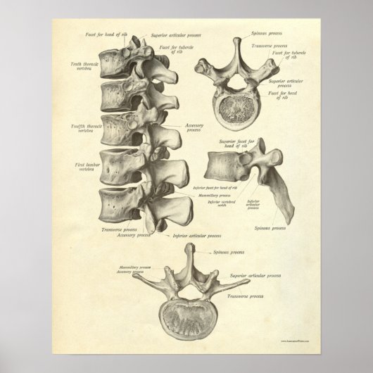 Vintage Anatomy Print Bones Lumbar Vertebra (Voorkant)