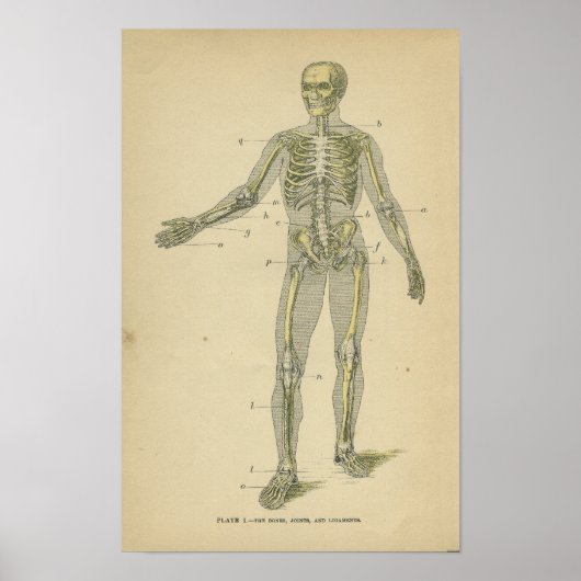 Vintage Anatomy Print Human Skeleton (Voorkant)