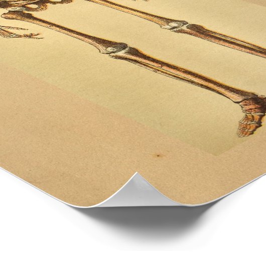 Vintage Anatomy Print Human Skeleton (Hoek)