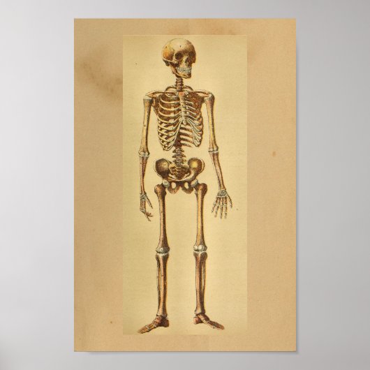 Vintage Anatomy Print Human Skeleton (Voorkant)