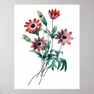 Vintage Anemonen Poster