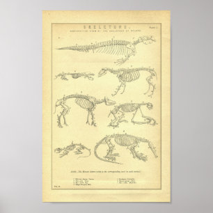 Vintage Animal Skeletons Print