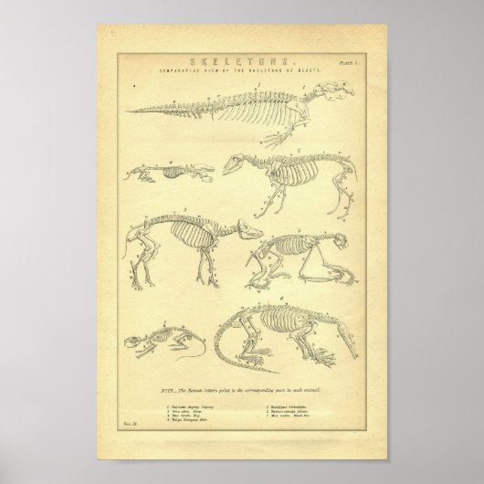 Vintage Animal Skeletons Print (Voorkant)