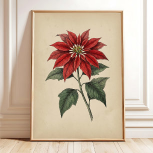 Vintage Antieke Poinsettia Botanische Muurkunst Poster