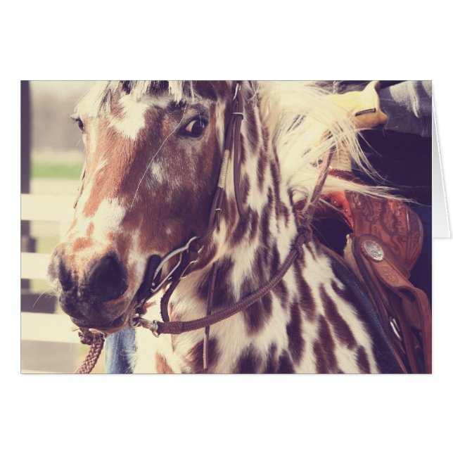 Vintage Appaloosa Show Paard (Voorkant Horizontaal)