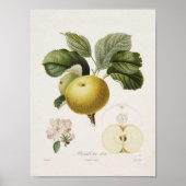 Vintage Apple Poster (Voorkant)