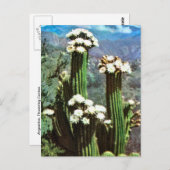 Vintage Argentina, Flowering Cactus Briefkaart (Voorkant / Achterkant)