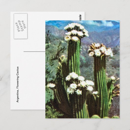 Vintage Argentina, Flowering Cactus Briefkaart (Voorkant / Achterkant)