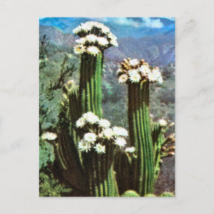 Vintage Argentina, Flowering Cactus Briefkaart