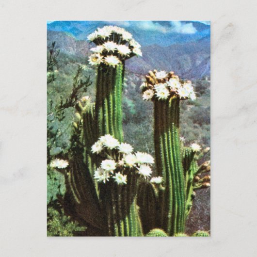 Vintage Argentina, Flowering Cactus Briefkaart (Voorkant)