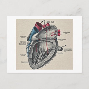 Vintage Art Anatomical Heart Diagram - science Briefkaart