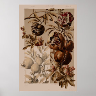 Vintage Art Nouveau Granaatappel van Anton Seder Poster