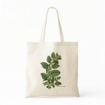 Vintage Atropa Belladonna Botanische Illustratie