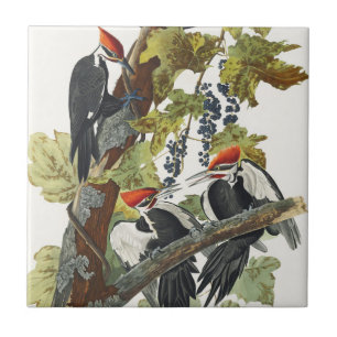 Vintage Audubon-afbeelding van de helmspecht Tegeltje