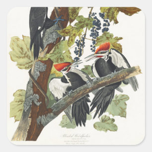 Vintage Audubon-afbeelding van de helmspecht Vierkante Sticker