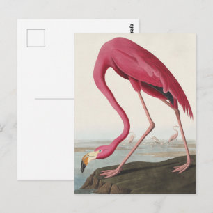 Vintage Audubon Amerikaanse Flamingo Roze Vogel Ku Briefkaart