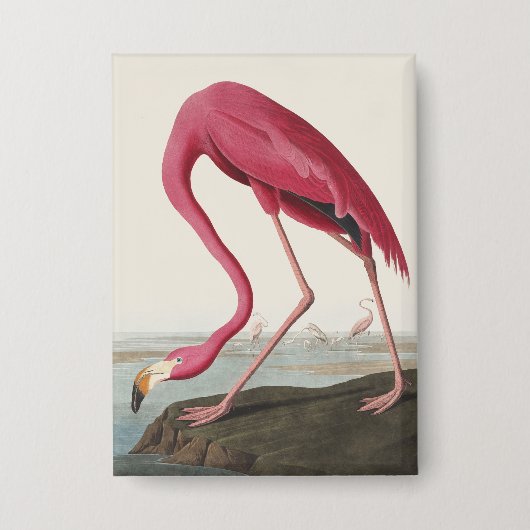 Vintage Audubon Amerikaanse Flamingo Roze Vogel Ku Button (Voorkant)