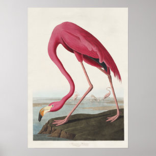 Vintage Audubon Amerikaanse Flamingo Roze Vogel Ku Poster