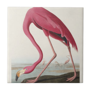 Vintage Audubon Amerikaanse Flamingo Roze Vogel Ku Tegeltje