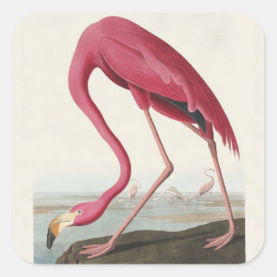 Vintage Audubon Amerikaanse Flamingo Roze Vogel Ku Vierkante Sticker