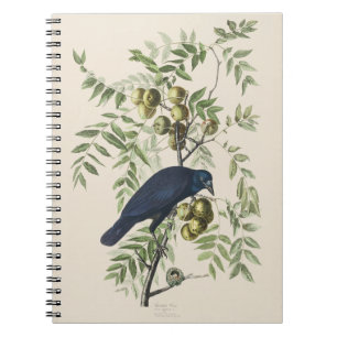 Vintage Audubon Amerikaanse Kraai Vogel Natuur Kun Notitieboek