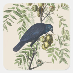 Vintage Audubon Amerikaanse Kraai Vogel Natuur Kun Vierkante Sticker