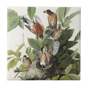Vintage Audubon Amerikaanse Roodborst Vogel Nest K Tegeltje