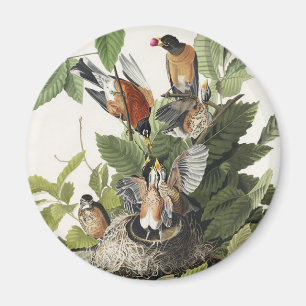 Vintage Audubon Amerikaanse Roodborst Vogelnest Ku Magneet