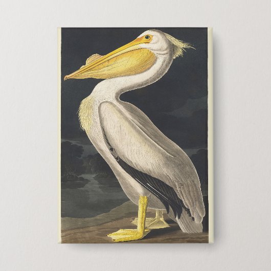 Vintage Audubon Amerikaanse Witte Pelikaan Vogelku Button (Voorkant)