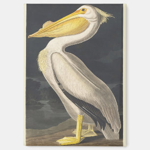 Vintage Audubon Amerikaanse Witte Pelikaan Vogelku Magneet