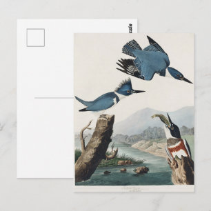 Vintage Audubon Bandijsvogel Vogel Kunst Briefkaart
