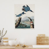 Vintage Audubon Bandijsvogel Vogel Kunst Poster (Keuken)