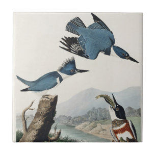 Vintage Audubon Bandijsvogel Vogel Kunst Tegeltje