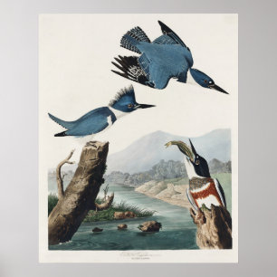 Vintage Audubon Bandijsvogel Vogelkunst Poster