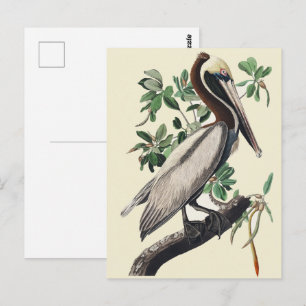Vintage Audubon bruine pelikaan kustvogel kunst Briefkaart