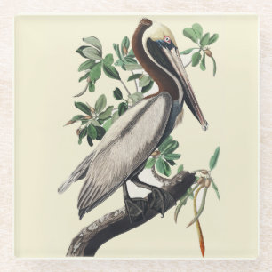 Vintage Audubon bruine pelikaan kustvogel kunst Glazen Onderzetter