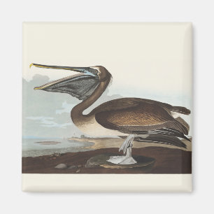 Vintage Audubon bruine pelikaan kustvogel kunst Magneet