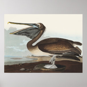 Vintage Audubon Bruine Pelikaan Kustvogel Kunst Poster