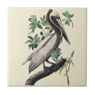 Vintage Audubon bruine pelikaan kustvogel kunst Tegeltje
