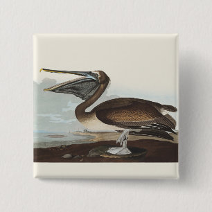 Vintage Audubon bruine pelikaan kustvogel kunst Vierkante Button 5,1 Cm