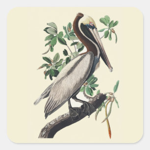 Vintage Audubon bruine pelikaan kustvogel kunst Vierkante Sticker
