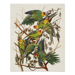 Vintage Audubon Carolina Parkiet Vogel Kunst Perfect Poster