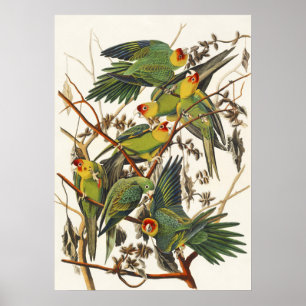 Vintage Audubon Carolina Parkiet Vogel Kunst Poster