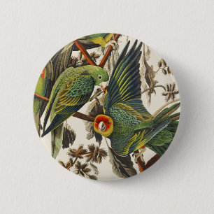 Vintage Audubon Carolina Parkiet Vogel Kunst Ronde Button 5,7 Cm