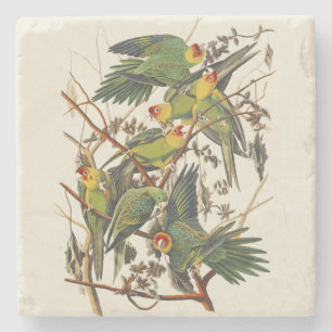 Vintage Audubon Carolina Parkiet Vogel Kunst Stenen Onderzetter