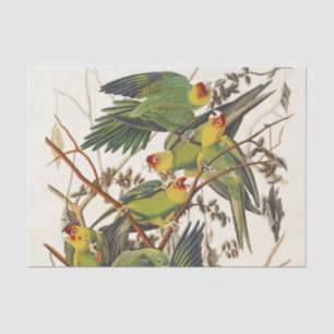Vintage Audubon Carolina Parkiet Vogel Kunst Tissuepapier