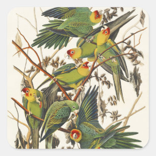 Vintage Audubon Carolina Parkiet Vogel Kunst Vierkante Sticker