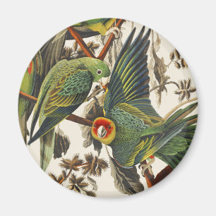 Vintage Audubon Carolina Parkiet Vogelkunst Magneet