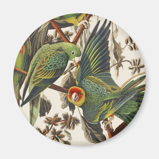 Vintage Audubon Carolina Parkiet Vogelkunst Magneet (Voorkant)